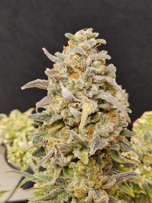 MSNL Fiber. Week 18