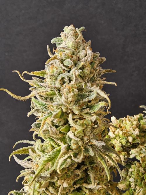 MSNL Fiber. Week 18