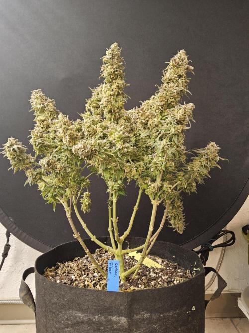 MSNL Fiber. Week 18