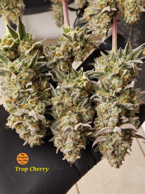 Very Cherry. Week 18