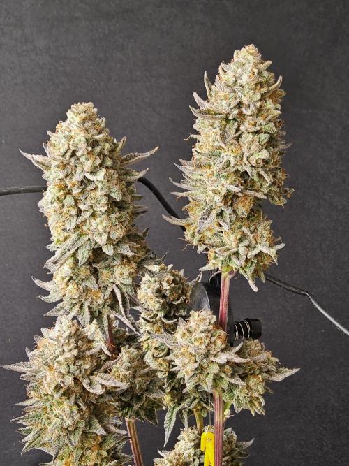 Very Cherry. Week 18
