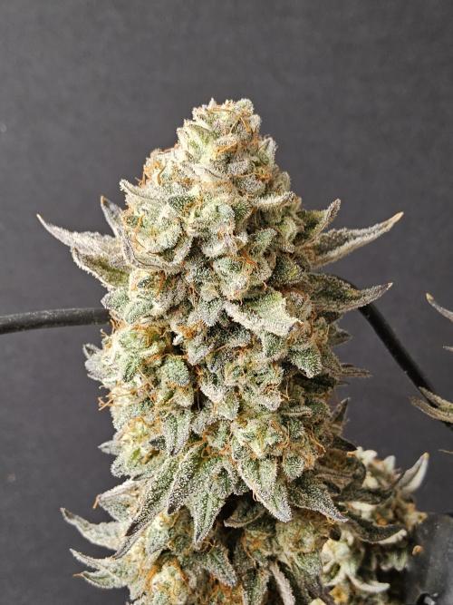 Very Cherry. Week 18