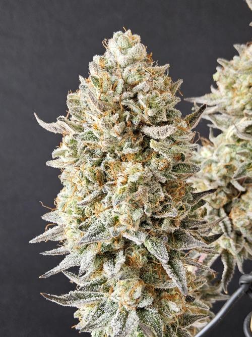 Very Cherry. Week 18