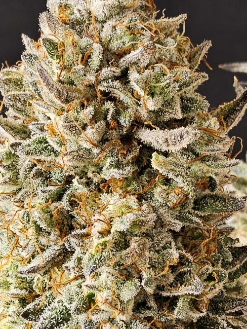 Very Cherry. Week 18