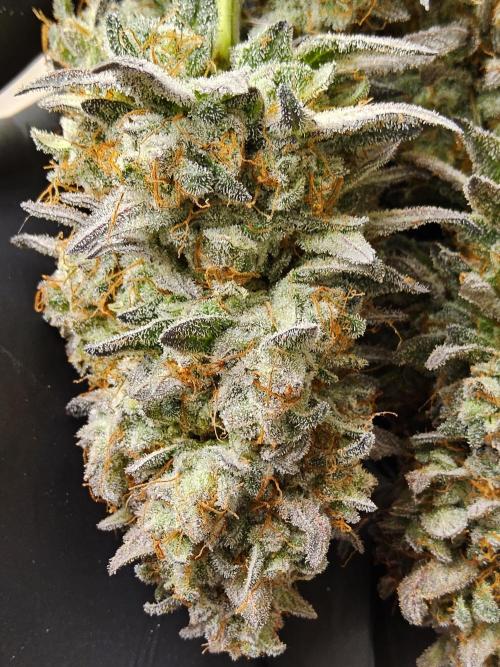 Very Cherry. Week 18