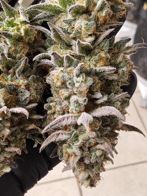 Very Cherry. Week 18