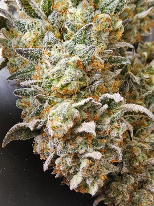 Very Cherry. Week 18