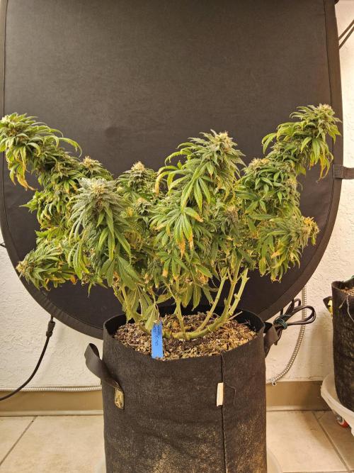 Sweet Guava Root. Week 18