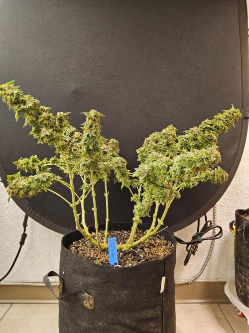 Sweet Guava Root. Week 18