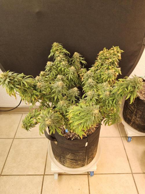 Sweet Guava Root. Week 18