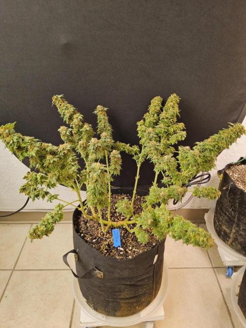 Sweet Guava Root. Week 18