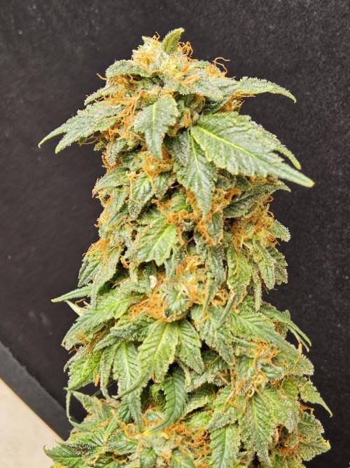 Sweet Guava Root. Week 18
