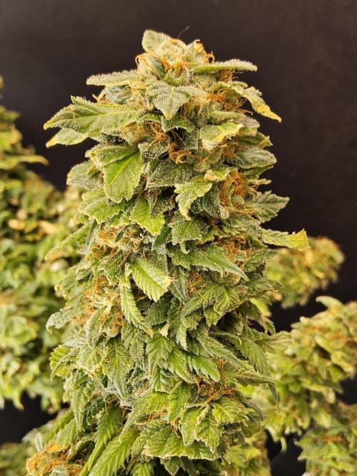 Sweet Guava Root. Week 18