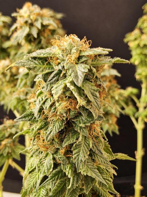 Sweet Guava Root. Week 18