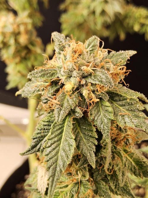 Sweet Guava Root. Week 18