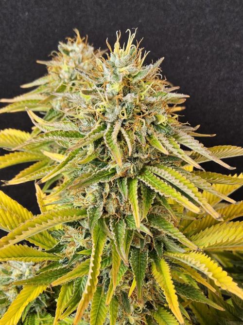 The Truffle of MSNL. Week 17