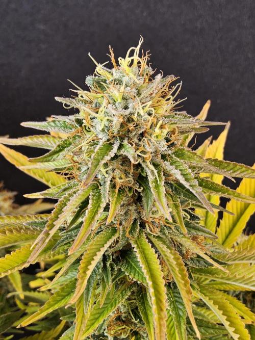 The Truffle of MSNL. Week 17