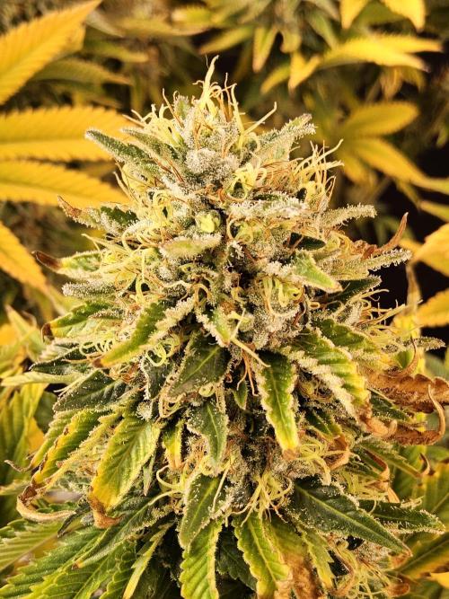 The Truffle of MSNL. Week 17