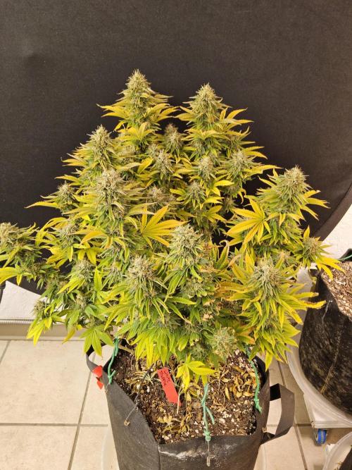 The Truffle of MSNL. Week 17