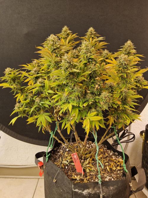 The Truffle of MSNL. Week 17