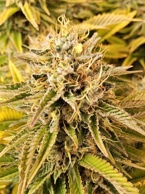 The Truffle of MSNL. Week 17
