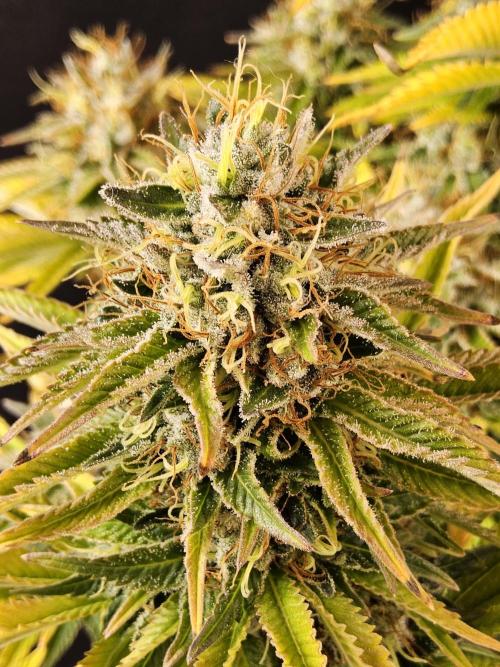 The Truffle of MSNL. Week 17