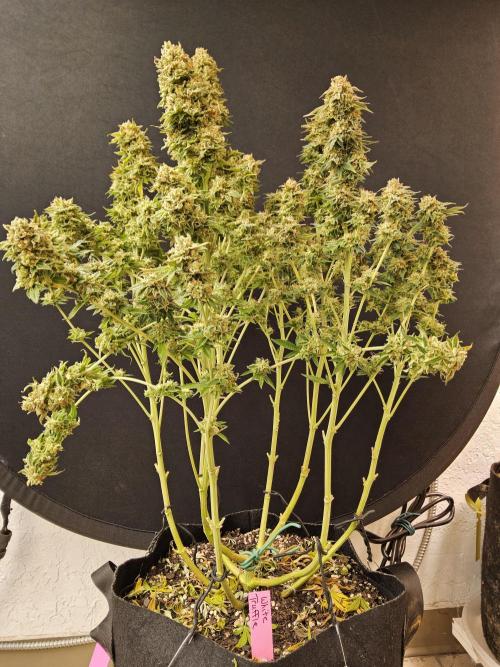 The Truffle of MSNL. Week 17