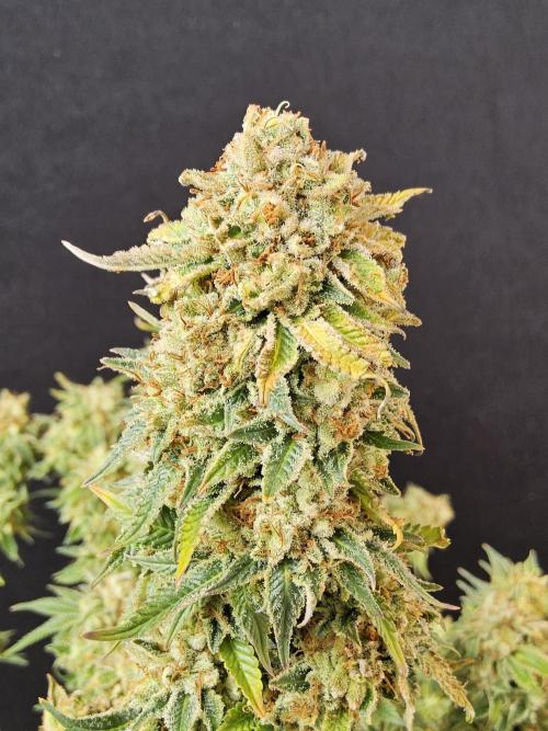 The Truffle of MSNL. Week 17