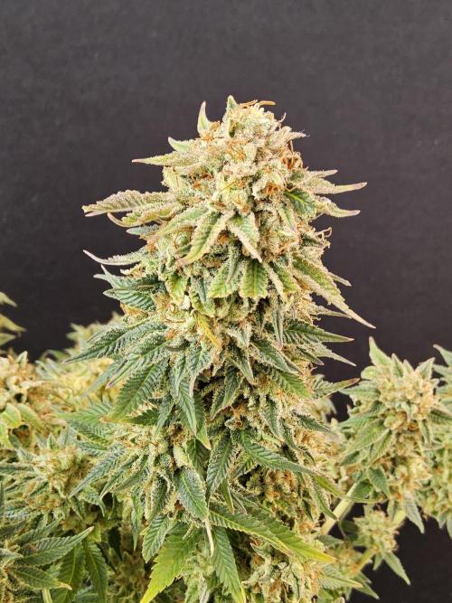 The Truffle of MSNL. Week 17