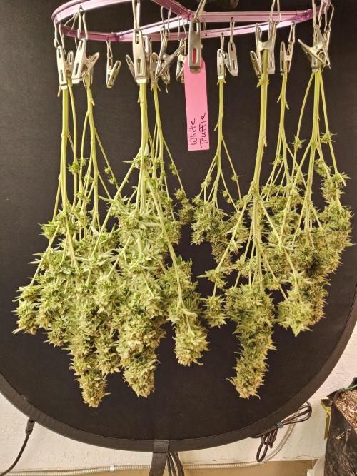 The Truffle of MSNL. Week 17