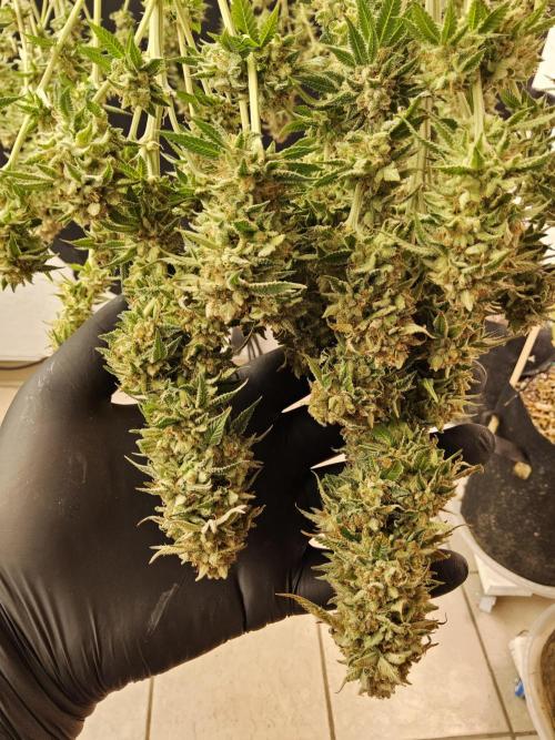The Truffle of MSNL. Week 17