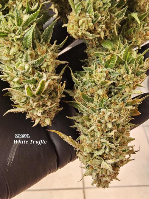 The Truffle of MSNL. Week 17