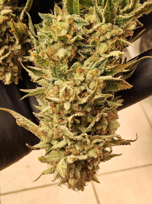 The Truffle of MSNL. Week 17