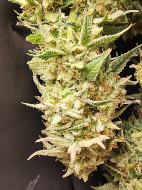 The Truffle of MSNL. Week 17