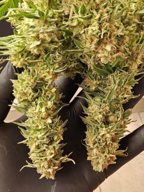 The Truffle of MSNL. Week 17