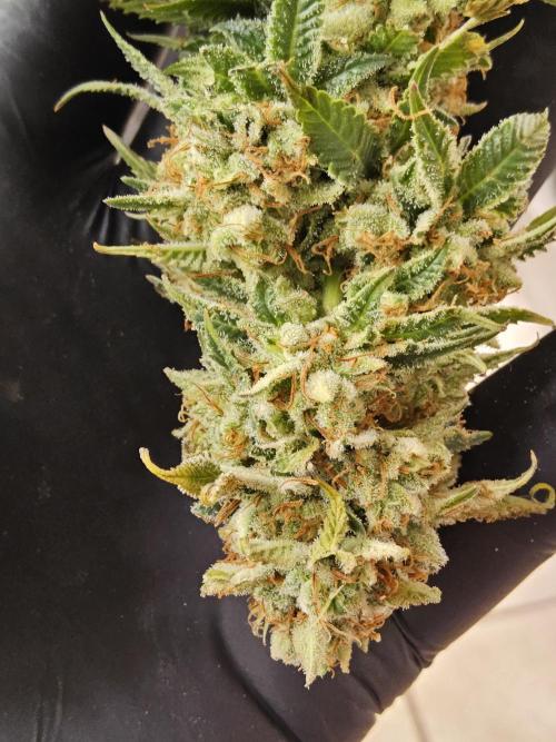 The Truffle of MSNL. Week 17