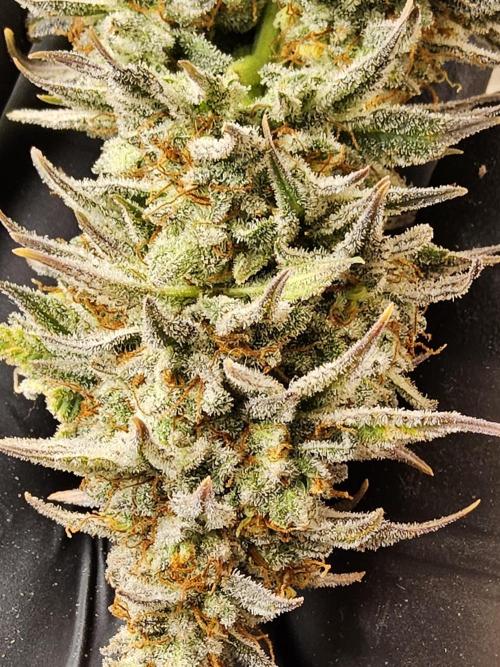 Pure Skunk Go Fast. Week 17