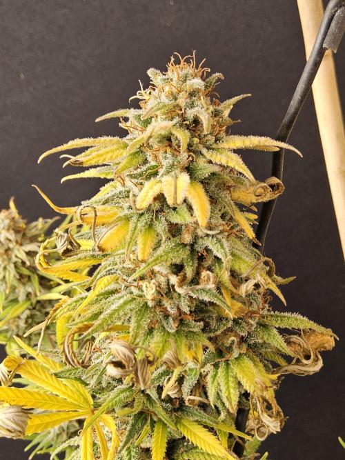 Mafia Devil. Week 18