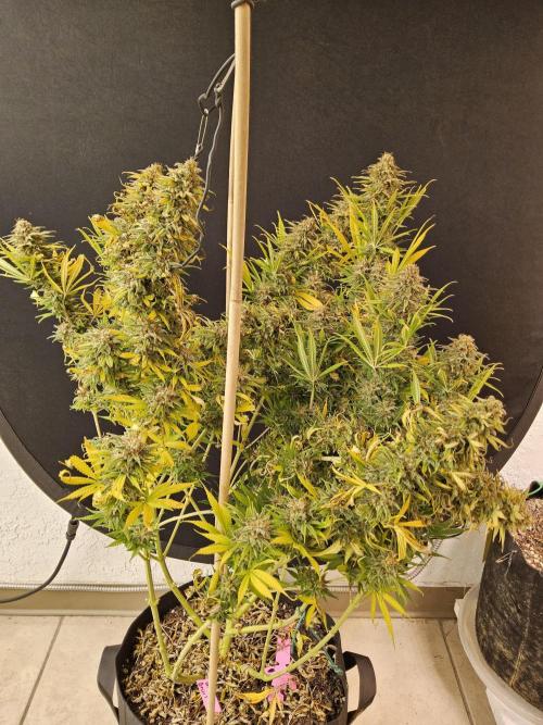 Mafia Devil. Week 18