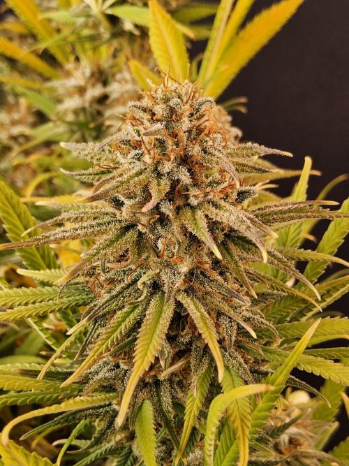 Mafia Devil. Week 18