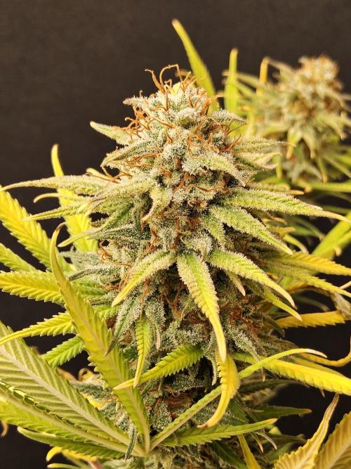 Mafia Devil. Week 18