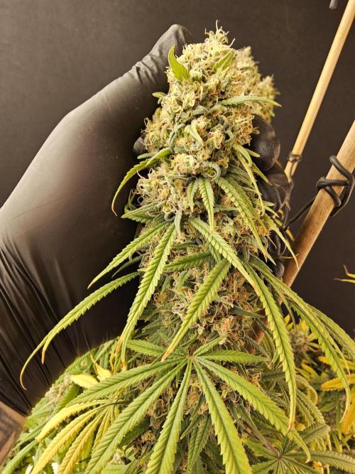 Freaky Skunk. Week 18