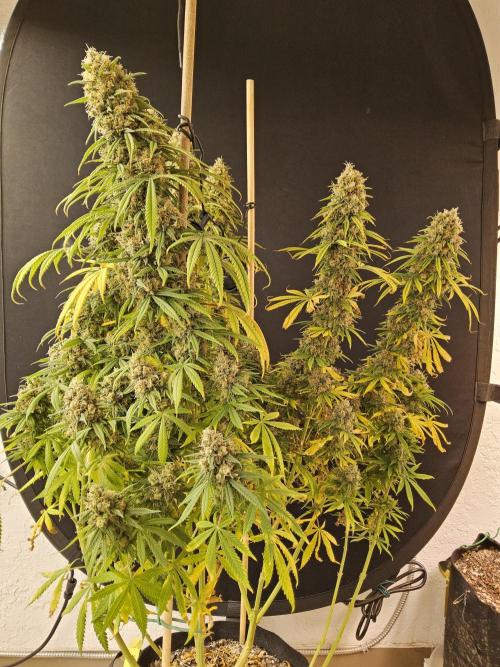Freaky Skunk. Week 18