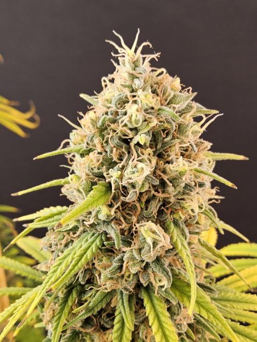 Freaky Skunk. Week 18