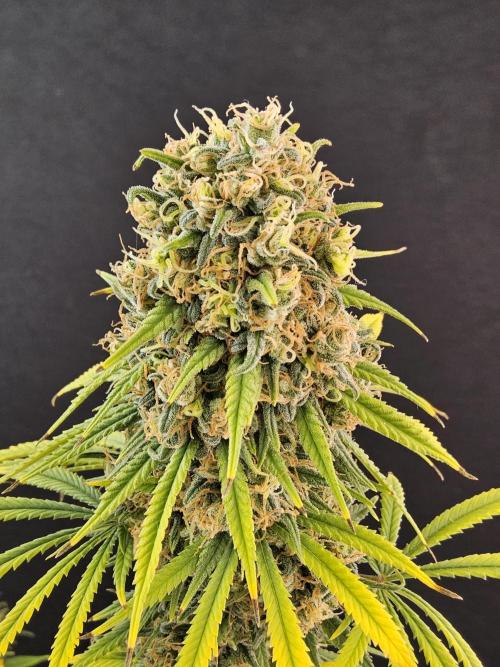 Freaky Skunk. Week 18