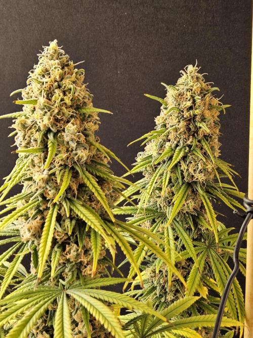 Freaky Skunk. Week 18