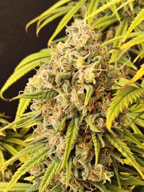 Freaky Skunk. Week 18