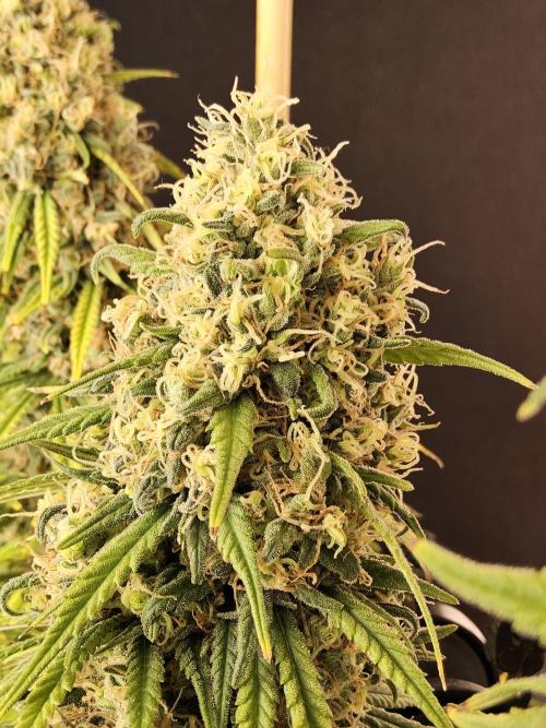 Freaky Skunk. Week 18