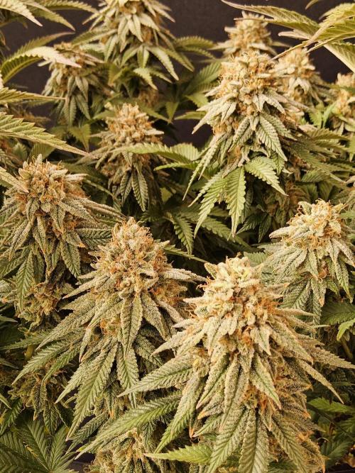 Fast Mystery. Week 18