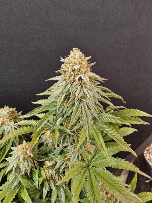 Fast Mystery. Week 18
